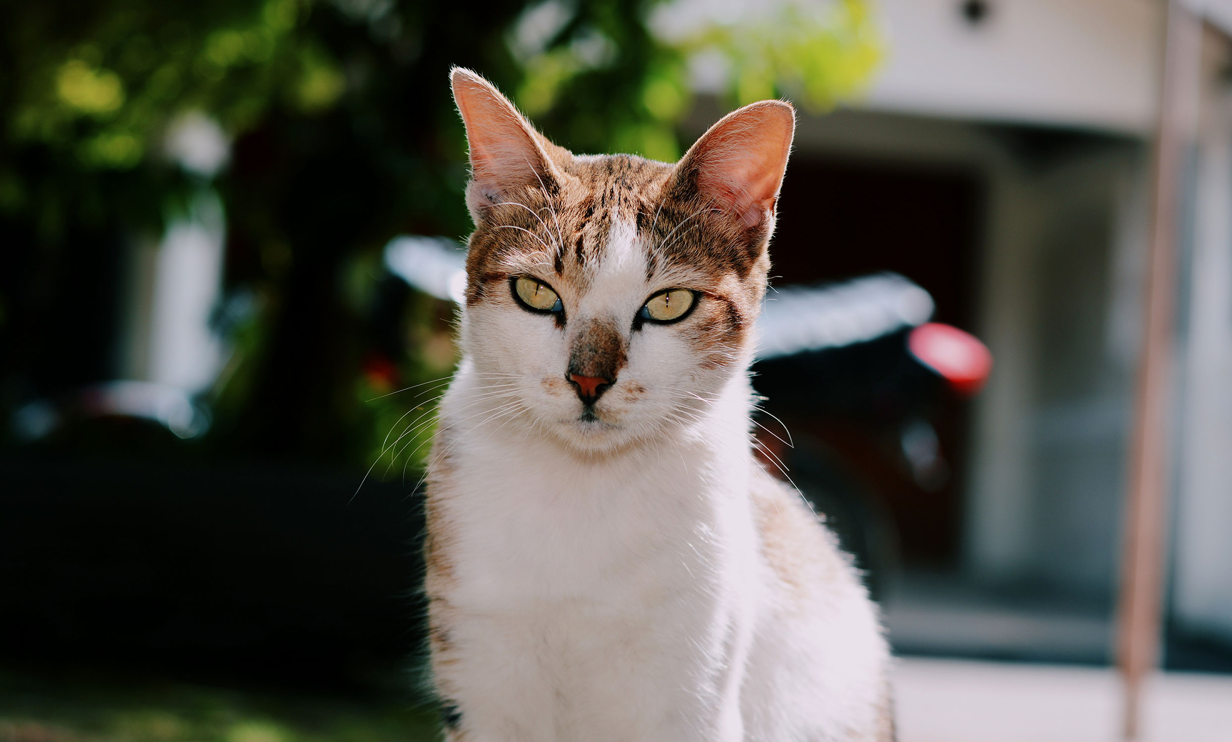 white and tortoiseshell cat in a sunny garden